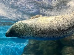 -上海海洋水族馆