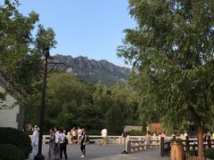 -古北烤梨