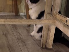 -海边的猫和咖啡馆
