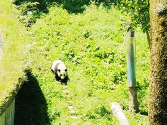 -中国大熊猫保护研究中心雅安碧峰峡基地
