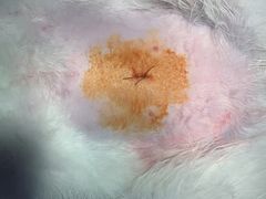 -瑞派动物医院·绝育·犬猫全科·预防医学(光景江南中店)