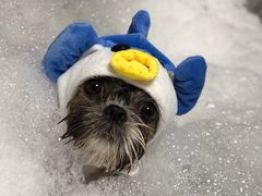 -Oh My Dog宠物沙龙(伊珊娜皮毛护理店)