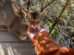 -喵屿·大理花园猫咖