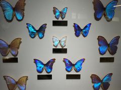 -上海昆虫博物馆