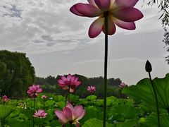 -东郊湿地公园