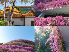 -深圳市中科院仙湖植物园