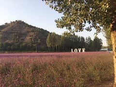 -紫海香堤香草艺术庄园