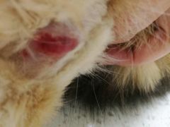 -芭比堂动物医院广州顽皮分院