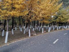 -长白岛森林公园