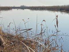 -盐城丹顶鹤湿地生态旅游区