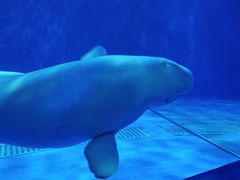 -多彩贵州城极地海洋世界