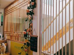 -猫在这儿猫咪咖啡馆·撸猫馆