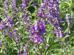 -紫海香堤香草艺术庄园