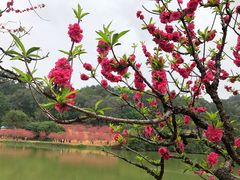 -南国桃园旅游度假区