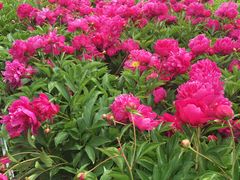 -黑龙江省森林植物园