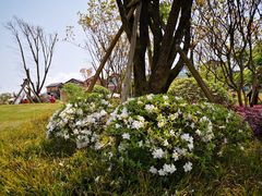 -铁山坪森林公园