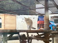 -青藏高原野生动物园