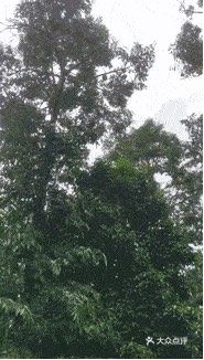 全产业链掌控、良心品质有保障 产自泰国核心产业区