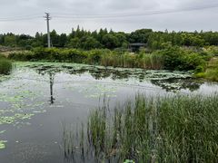-贡湖湾湿地公园