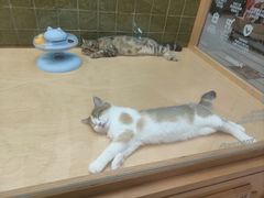 -帕帕拉兹宠物(亚洲旗舰店)