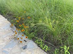 -桤木河湿地公园