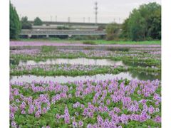 -白鹭湾湿地公园