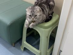 -佳怡动物医院·平价24小时·猫专科骨外科