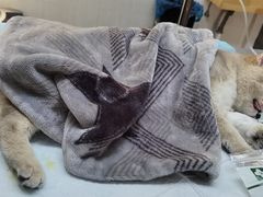 -爱侣宠医·鹦鹉专科·小型哺乳类·异宠专科(灵石路店)