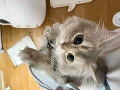 -东方名猫馆·英短金渐层布偶猫舍(环线广场1号楼店)