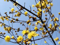 -三圣花乡旅游区