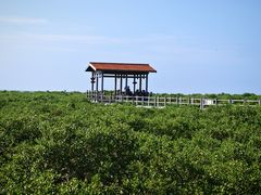 -北海金海湾红树林生态旅游区