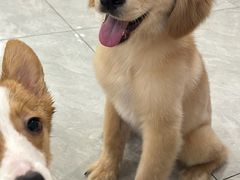 -柴犬小屋·柴餐厅·狗咖食堂(金鼎广场店)