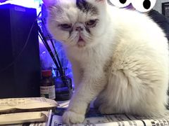 -平行世界·猫咖(首经贸店)
