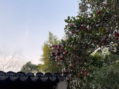 -秋霞圃