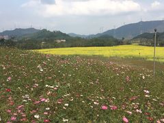 -光明小镇欢乐田园