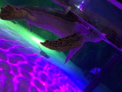 -暹罗海洋世界