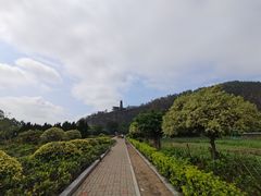 -南沙蒲洲花园