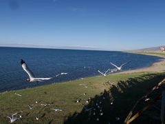 -青海湖国家重点风景名胜区