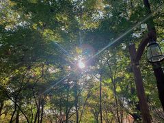 -上海共青森林公园