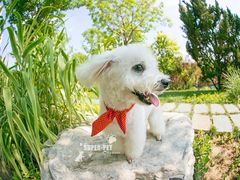 -超宠爱宠物摄影-Super pet