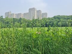 -高子水居