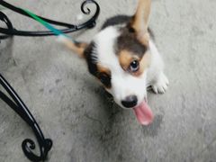 -艾蜜西餐厅(梅园店)