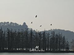 -东湖落雁景区