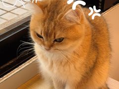 -有喵·猫咖·狗咖·30几只猫10只小狗(岗厦店)