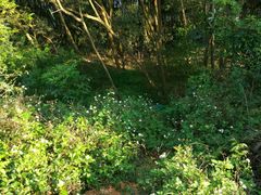 -牛鱼嘴原始生态风景区