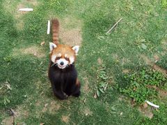 -安徽大青山野生动物世界