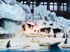 -帝企鹅自助餐厅•儿童岛•真企鹅(长隆企鹅酒店)