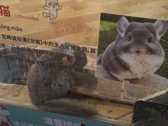 -萌宠奇缘