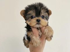 -萌宠之家·腊肠犬·马尔泰·小体犬舍