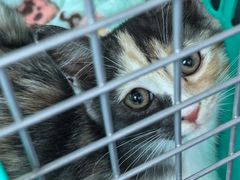 -纳吉亚猫专科动物医院博雅分院